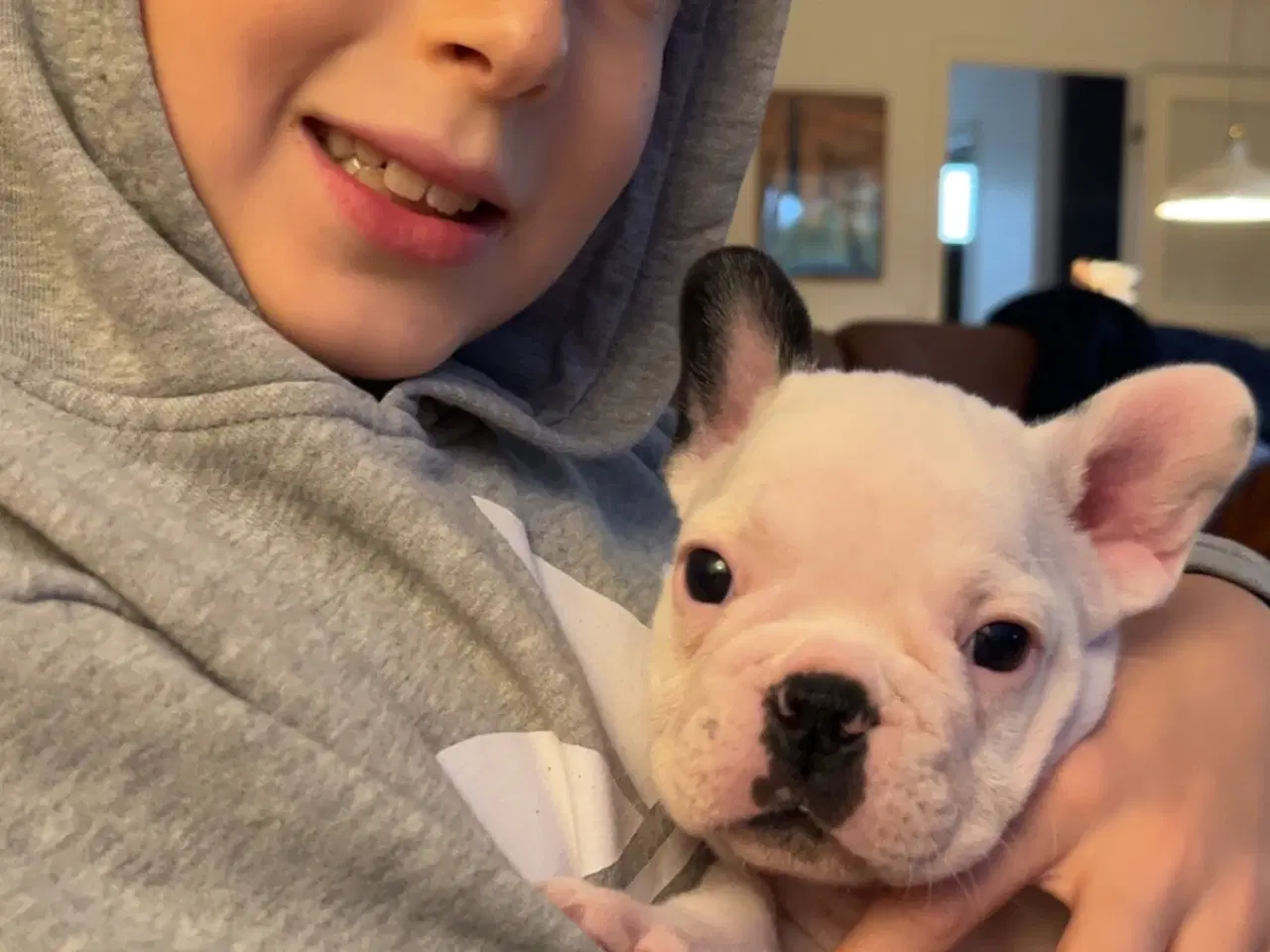 Billede 5 - Fransk bulldog hvalp med stamtavle