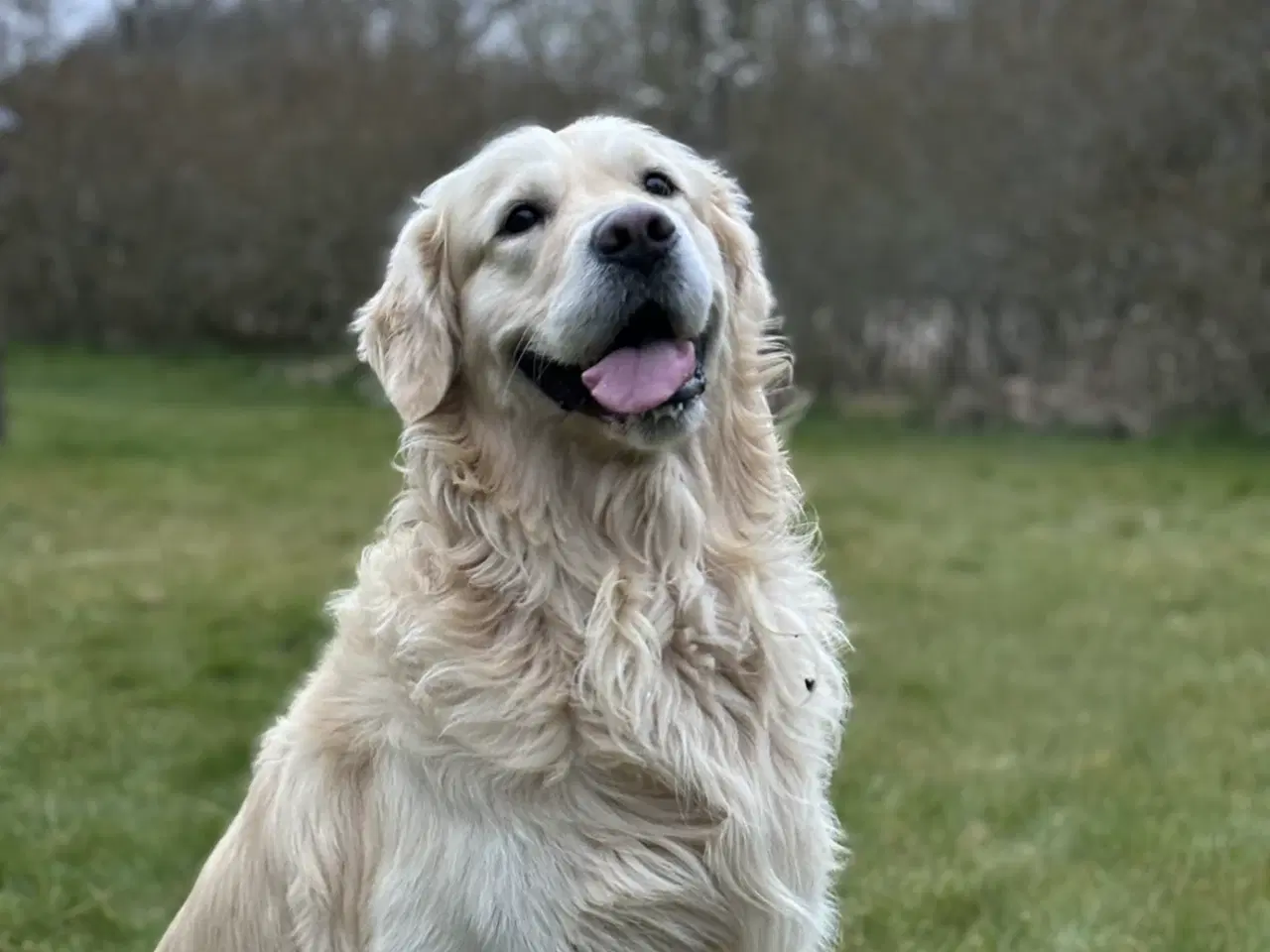 Billede 6 - Golden retriever hvalpe 