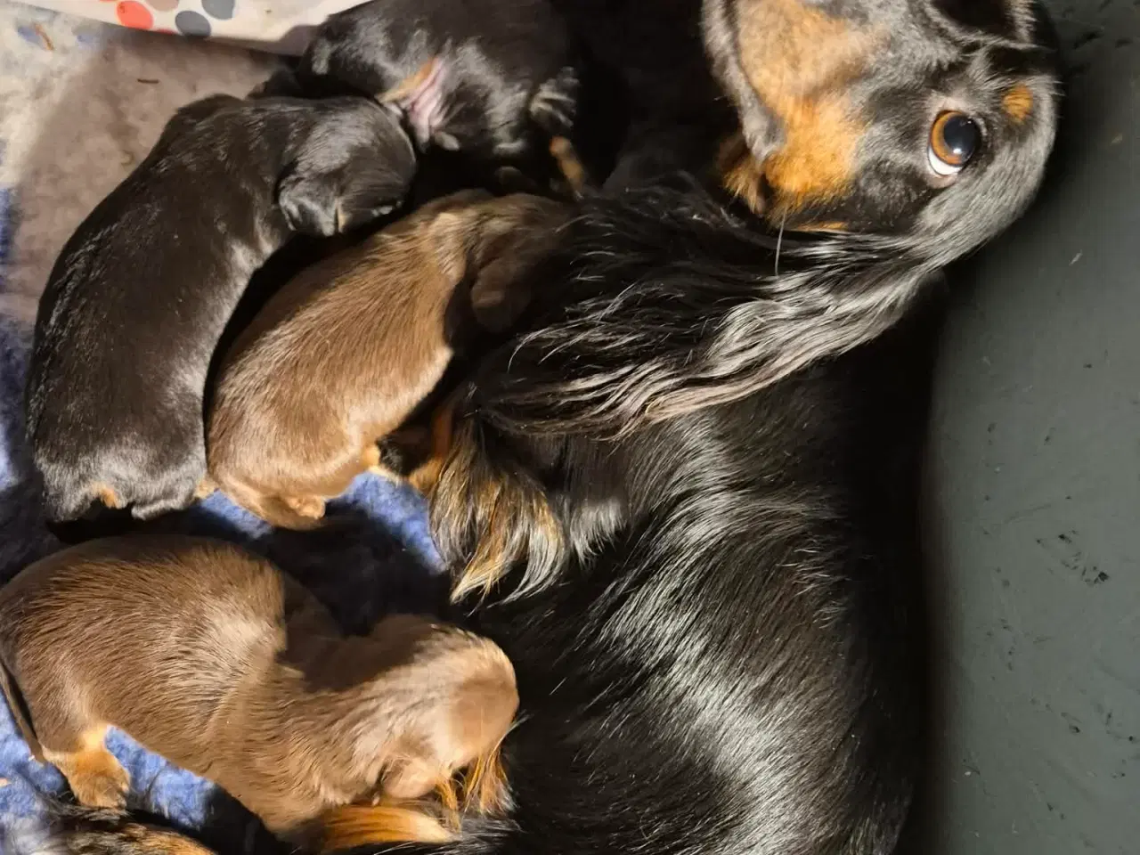 Billede 1 - Langhåret gravhundehvalpe kanin