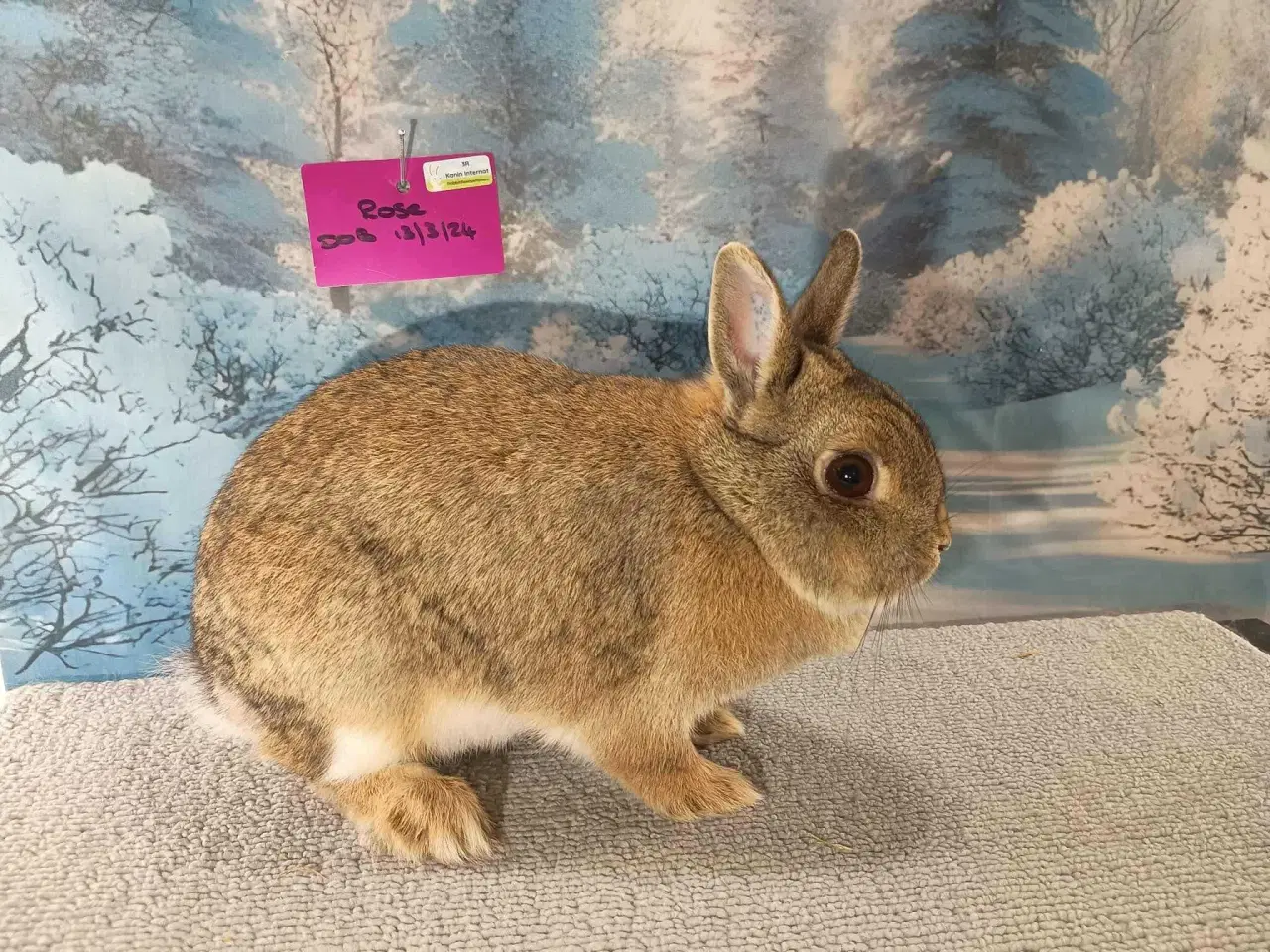 Billede 5 - Kanin, kanin unge