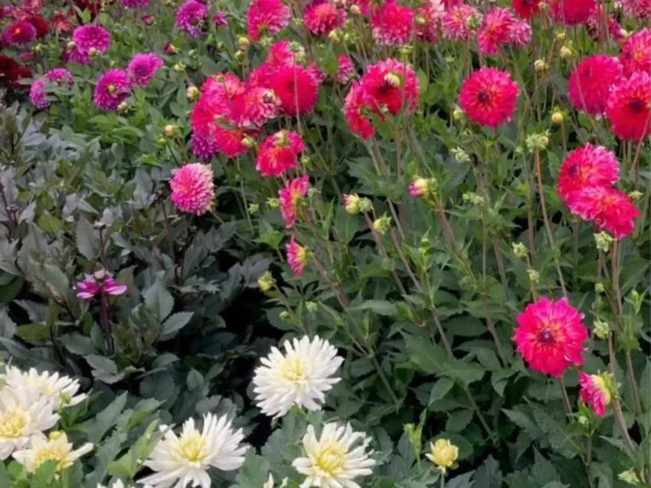 Billede 2 - Georgine/ Dahlia knolde