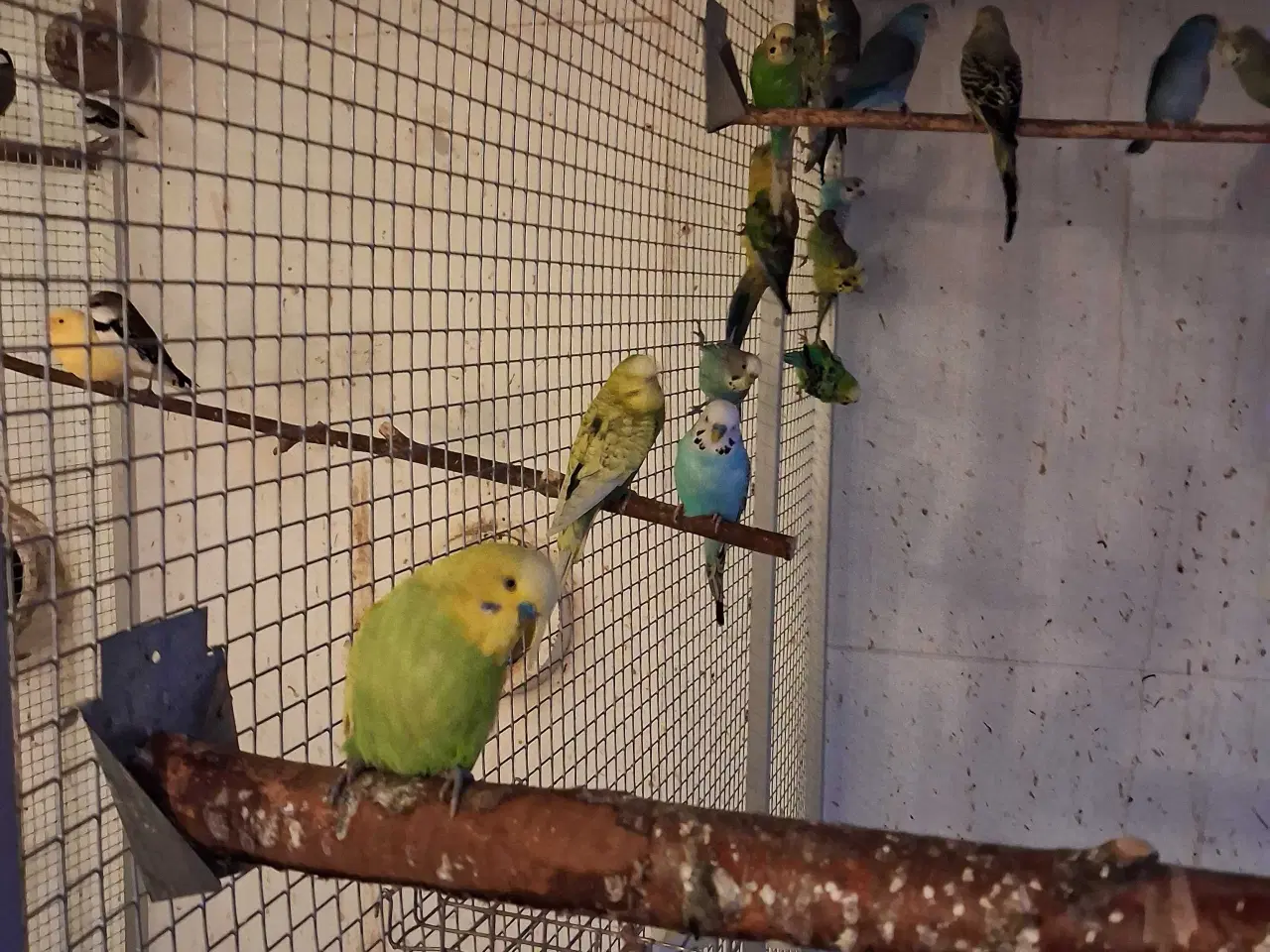 Billede 3 - Undulater