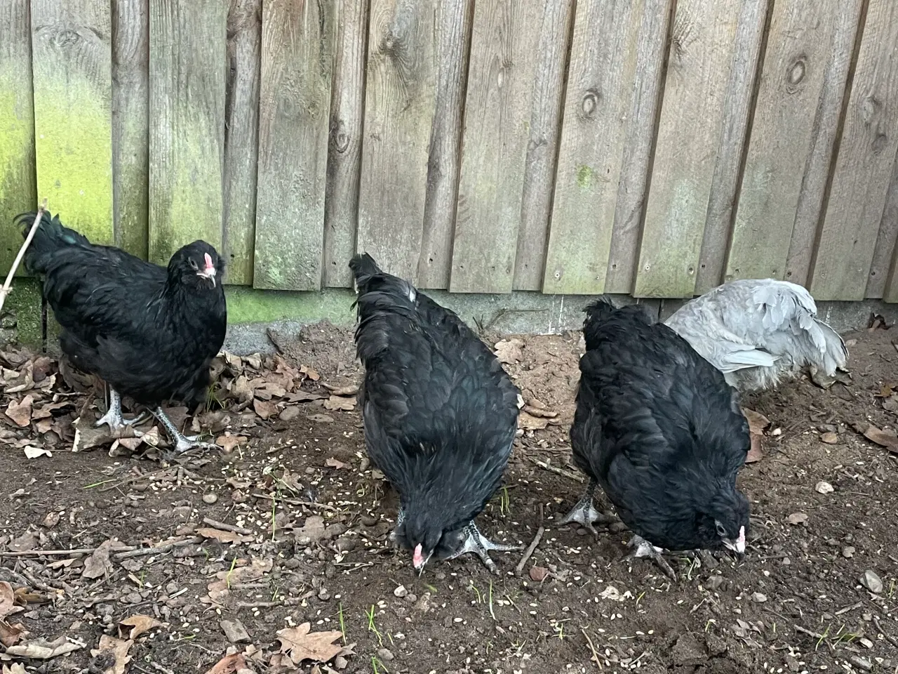 Billede 5 - Engelsk Araucana kyllinger 