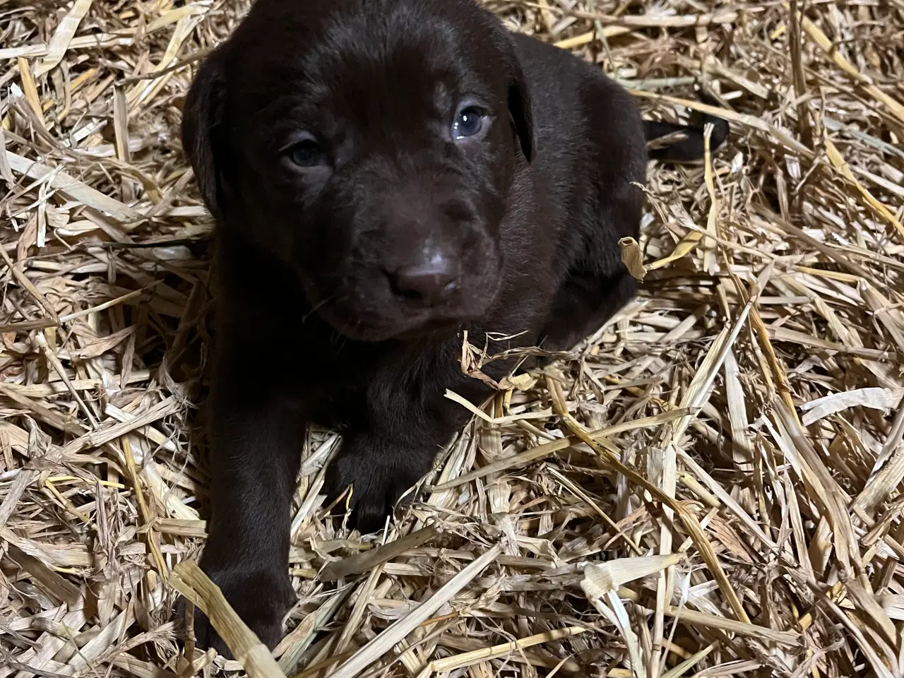 Billede 4 - Skønne brune labradorhvalpe sælges - 5 uger