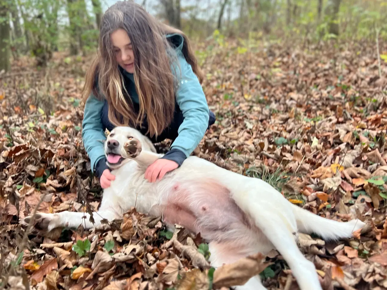 Billede 6 - Labrador blandning 