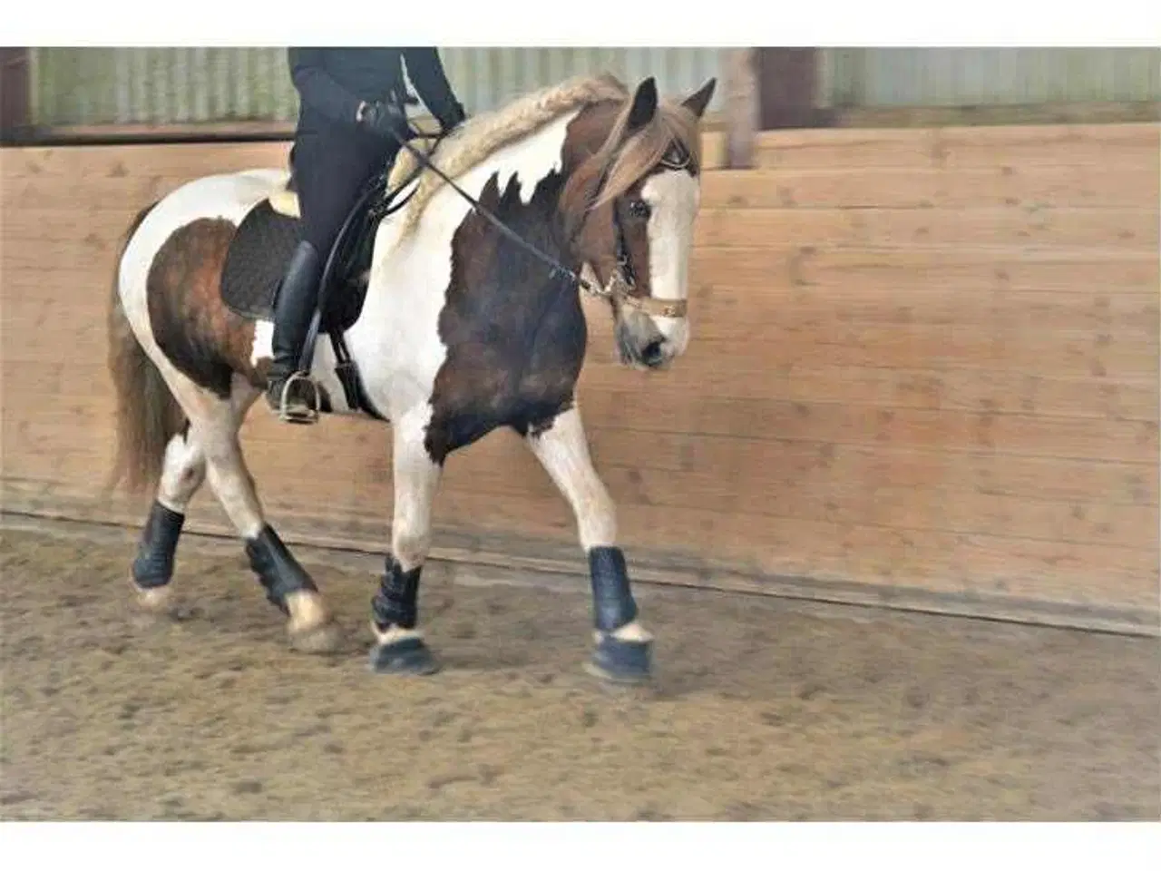 Billede 4 - Tinker vallak på 18 år Søger nyt og kærligt hjem.