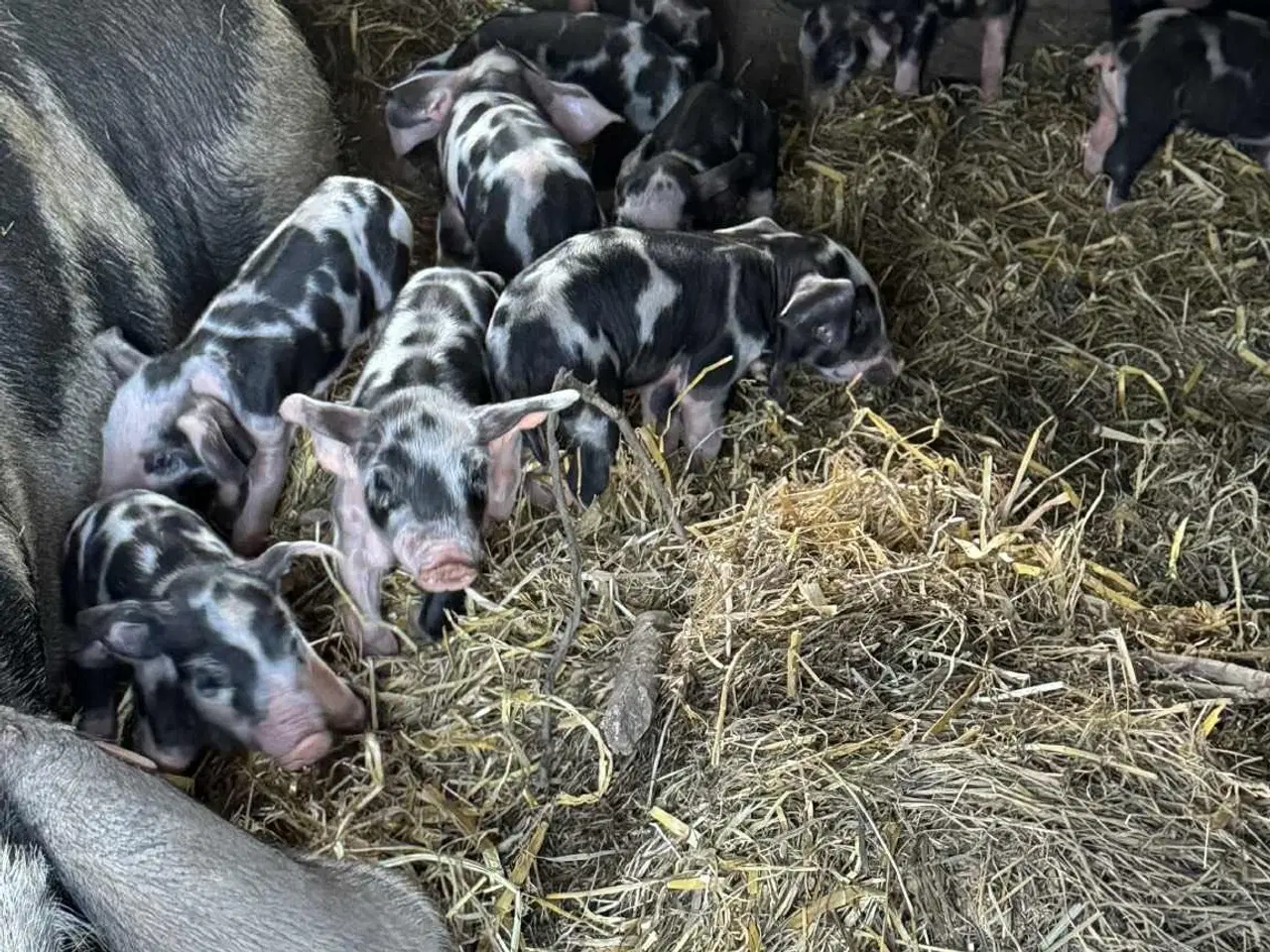 Billede 1 - Sort brogede landrace