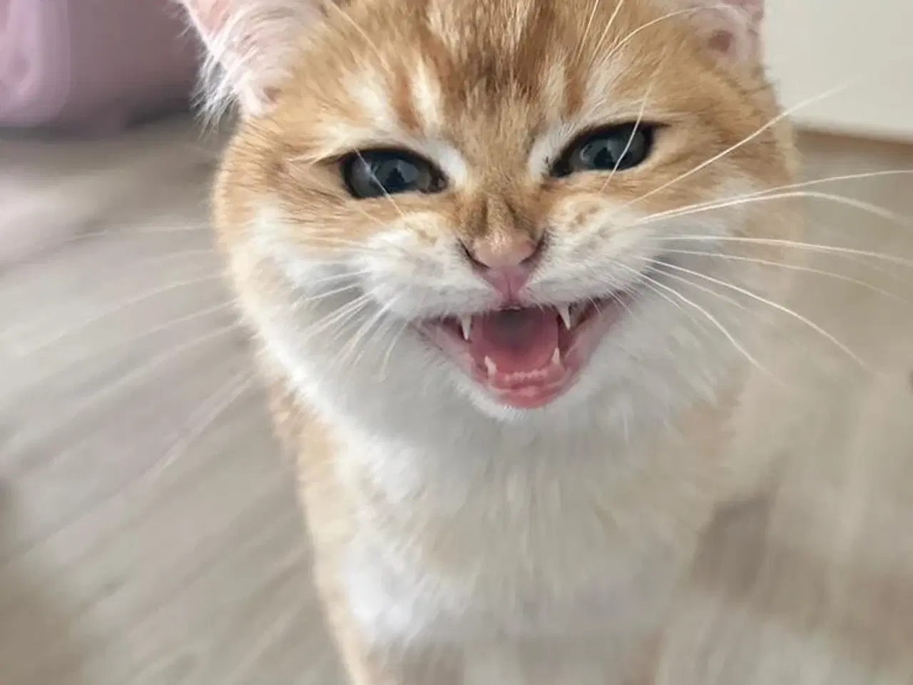 Billede 3 - British short hair golden cat 