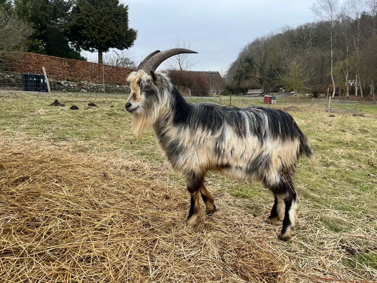 Billede 1 - Dansk Landrace gedebuk