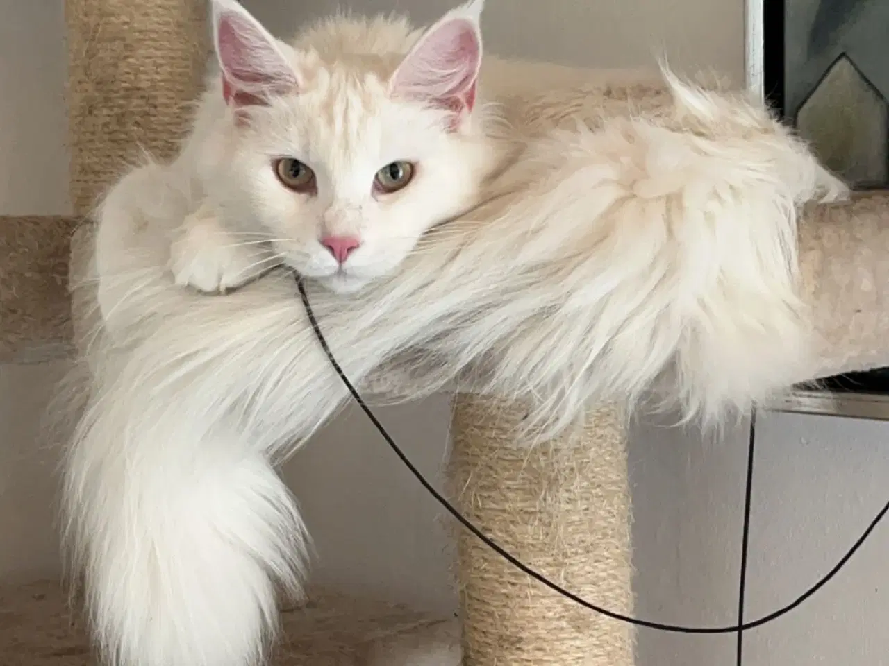 Billede 11 - Hun-killing Maine Coon-blanding