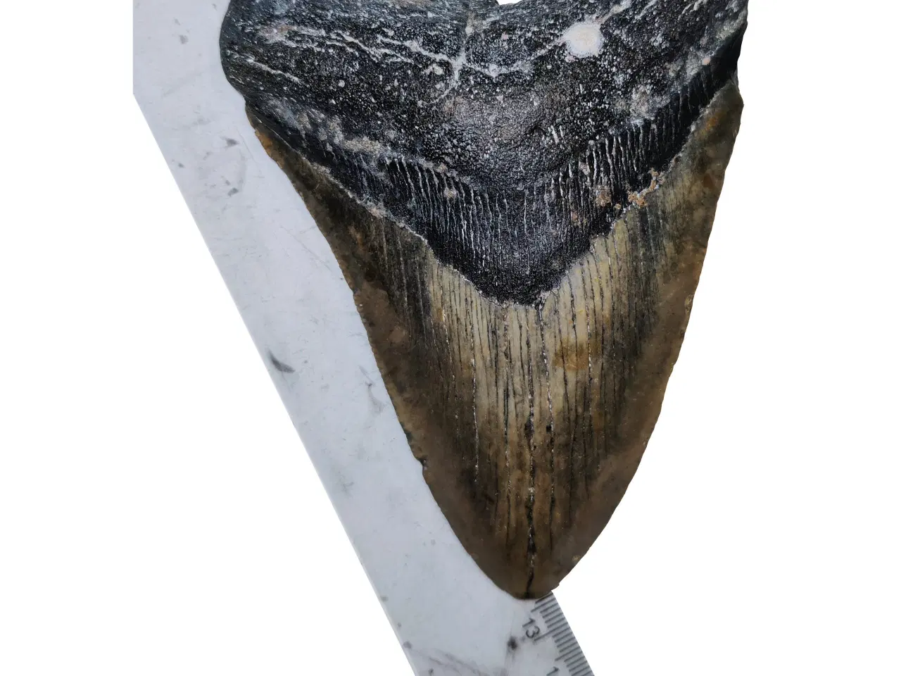 Billede 3 - Megalodon tand 12,4 cm