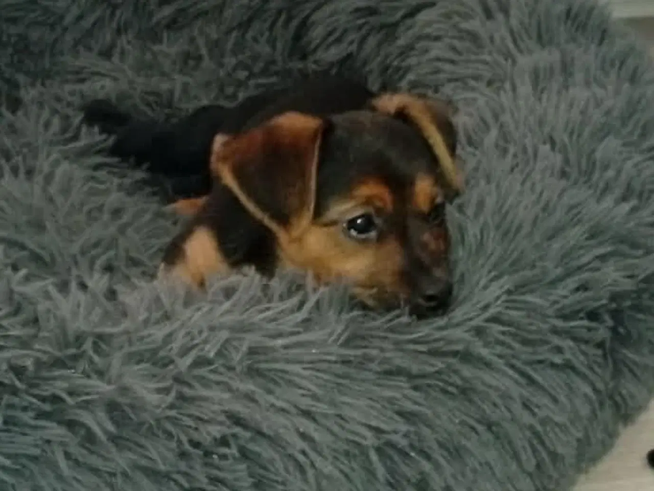 Billede 3 - Chihuahua/Jack Russell blandingshvalp sælges