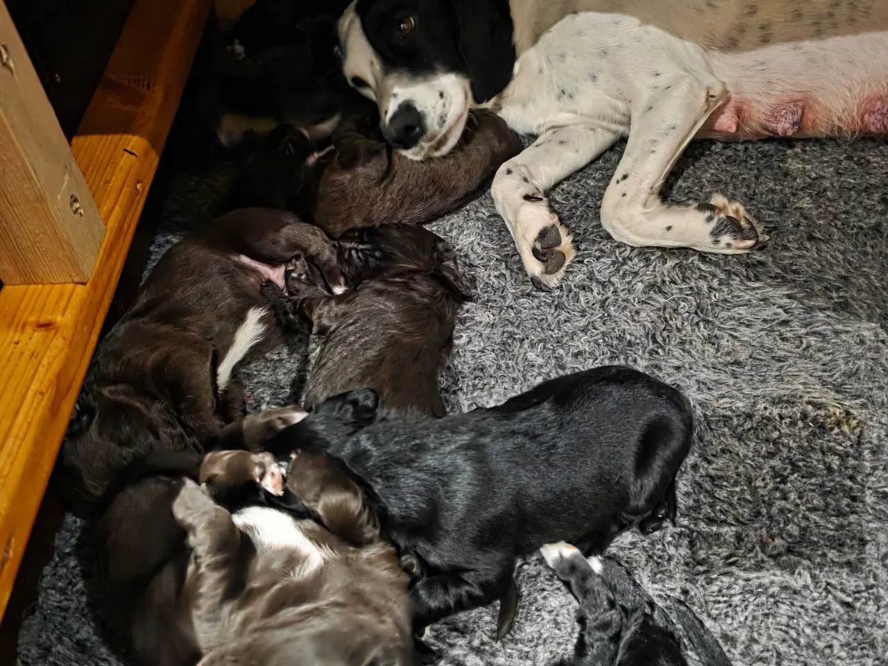 Billede 8 - FT Cocker Hvalpe.