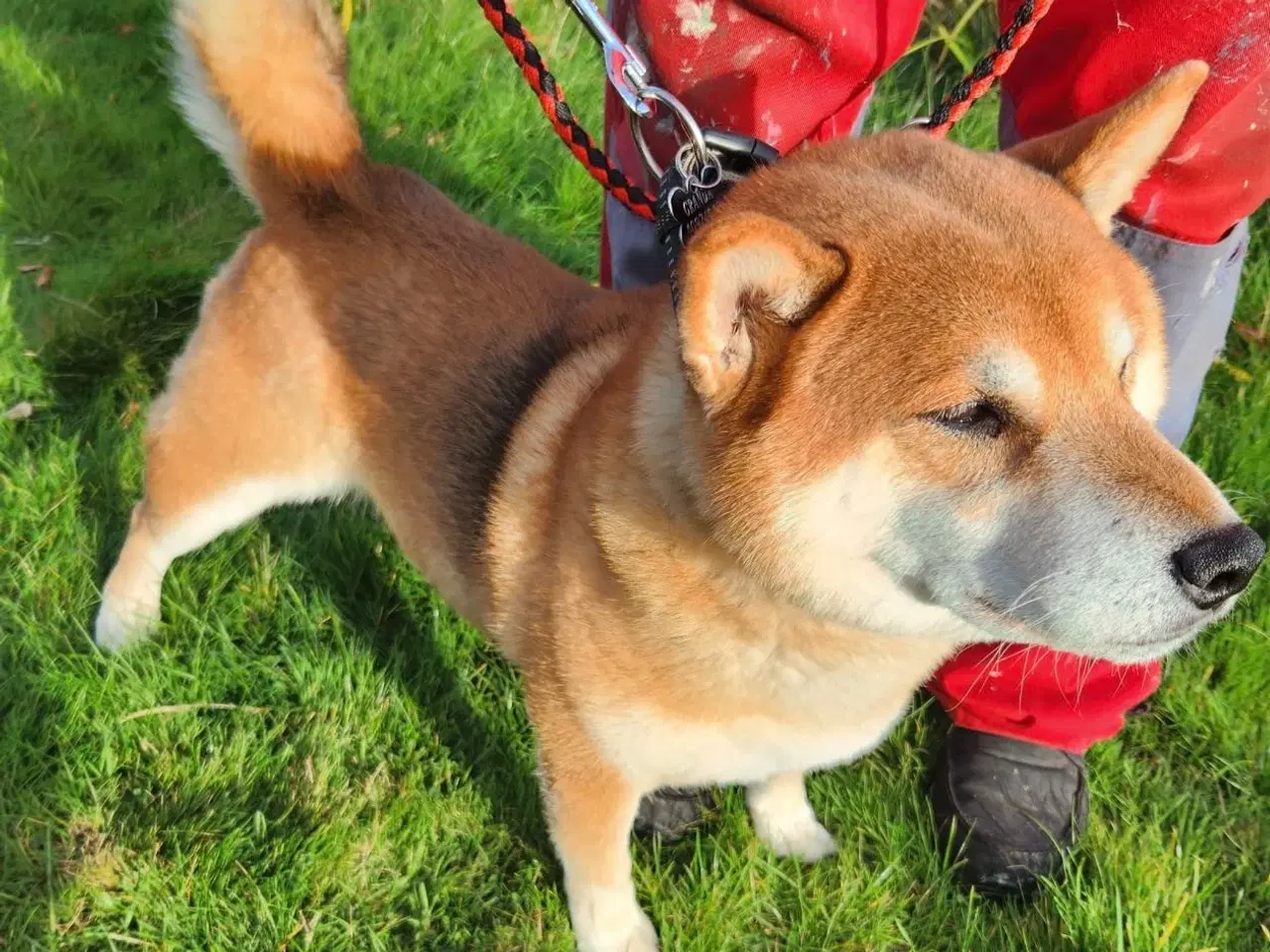 Billede 3 - Shiba inu hvalp