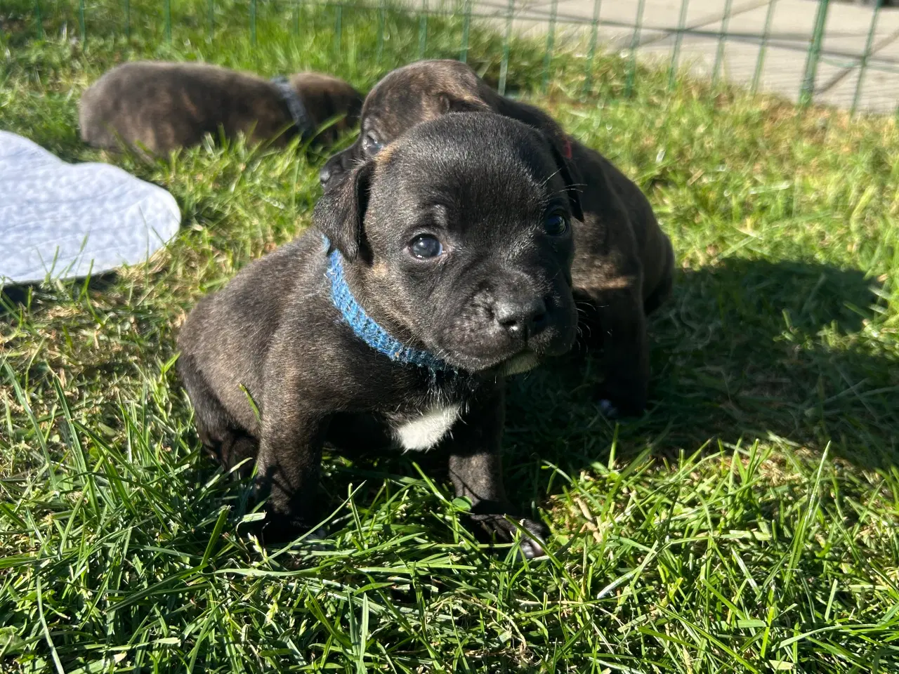 Billede 3 - Staffordshire Bull terrier hvalpe