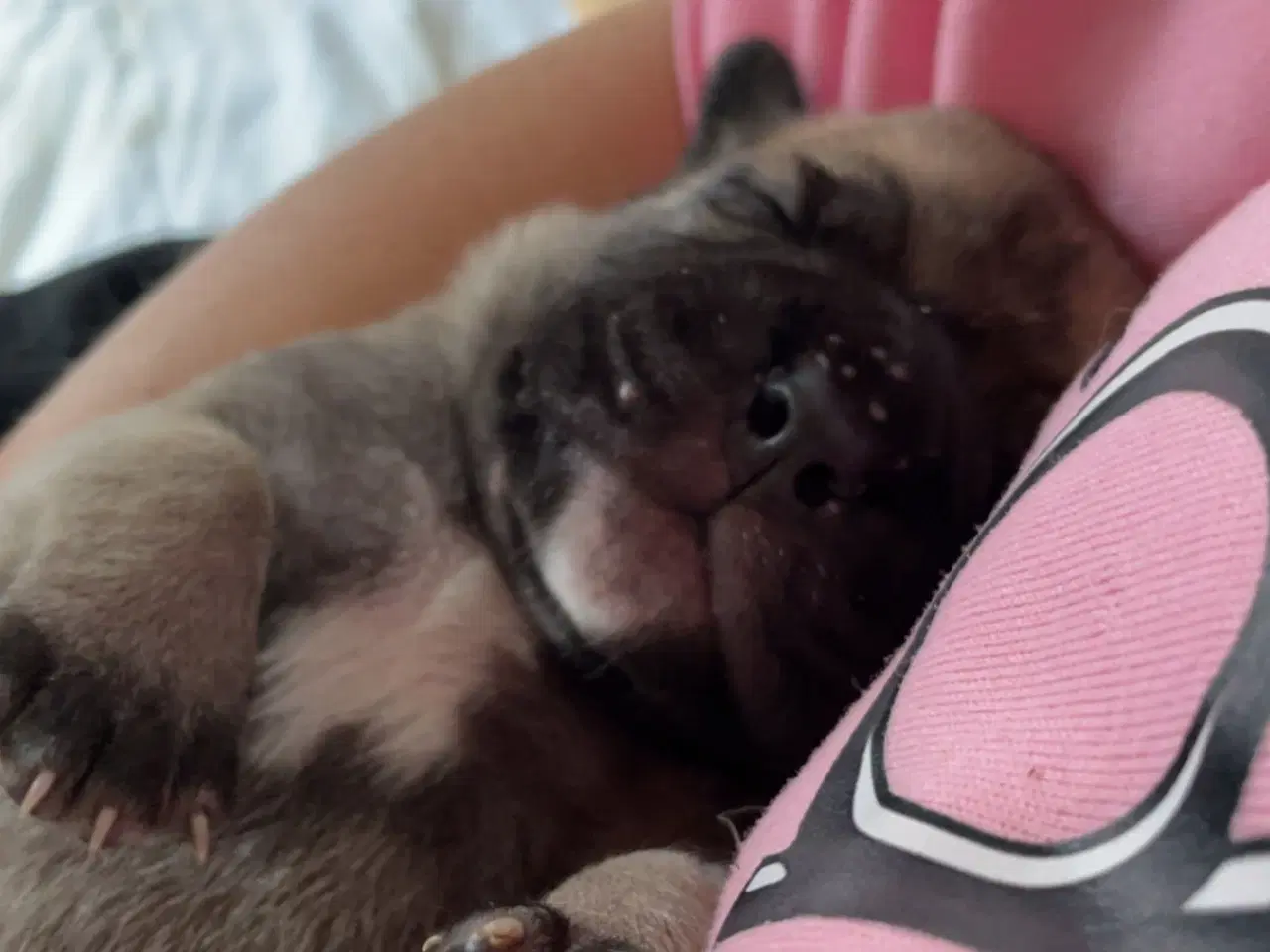 Billede 8 - Bullmastiff hvalpe 