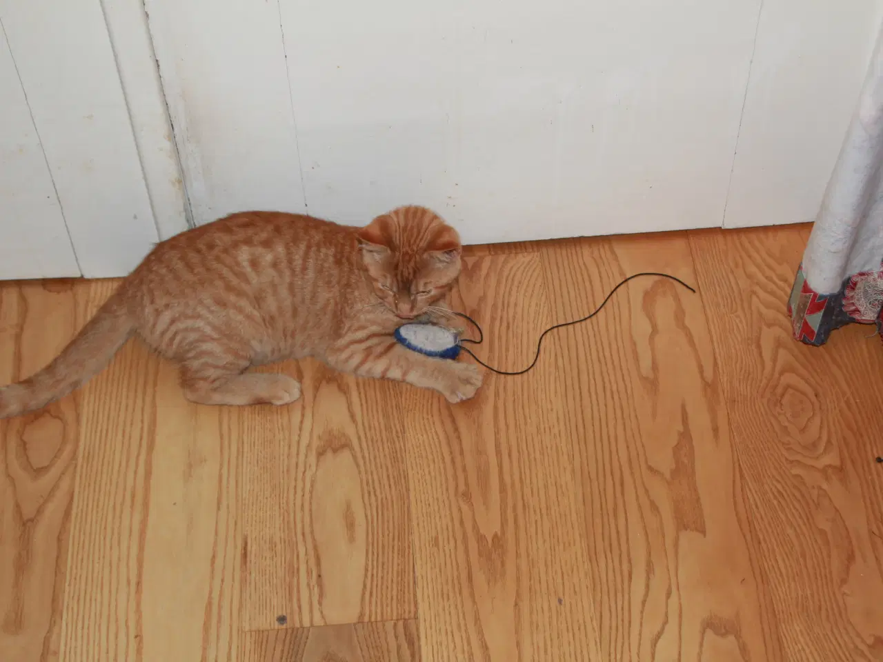 Billede 3 - Sød kærlige ude hankilling