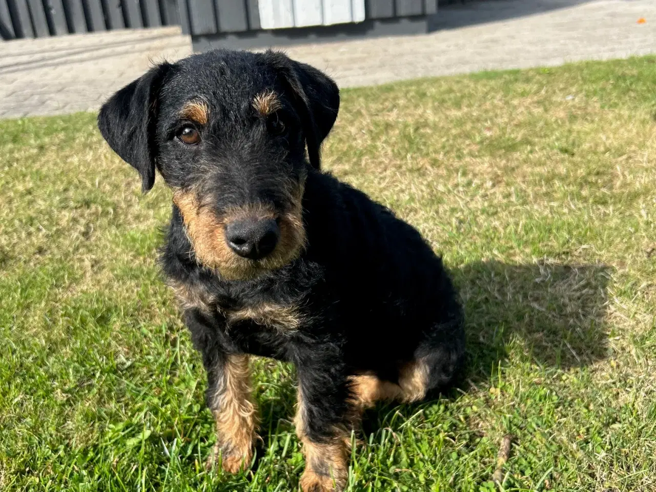 Billede 10 - Tysk jagtterrier hanhvalp