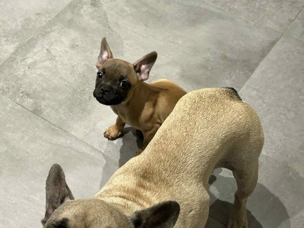 Billede 2 - Sødeste lille hvalp søger sin nye familie🐾