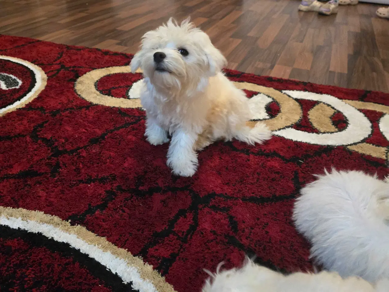 Billede 2 - Bichon malteser søger nyt hjem 