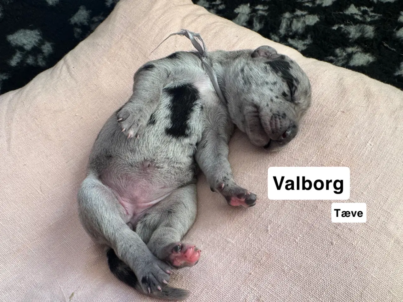 Billede 7 - Grand Danois hvalpe