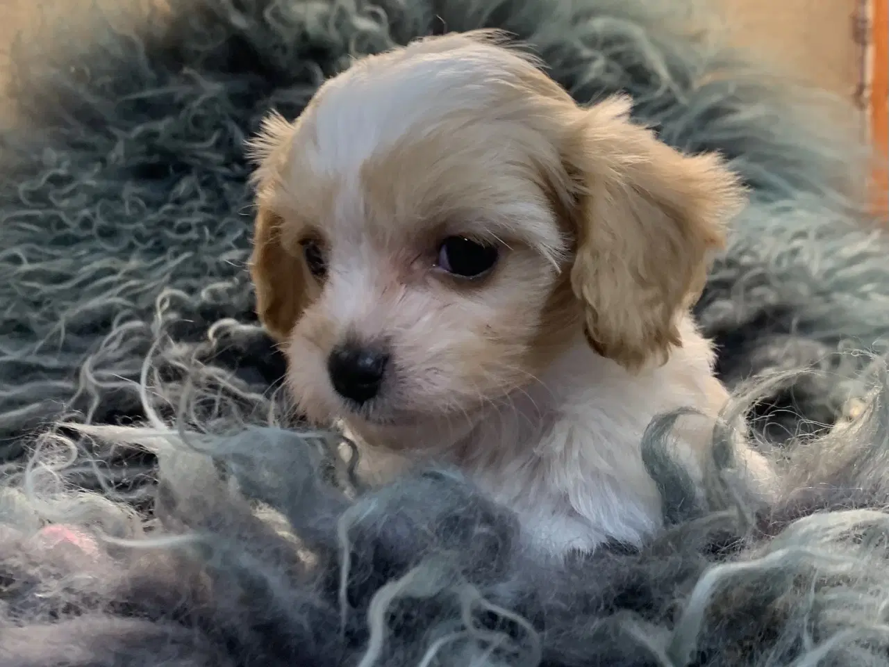 Billede 18 - Mini cavapoo babyer F1