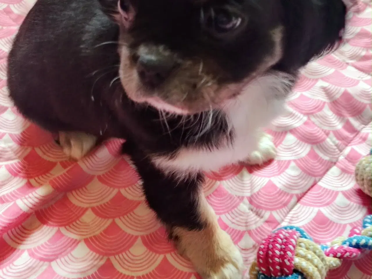 Billede 14 - Skønne 8 ugers små gadekryds