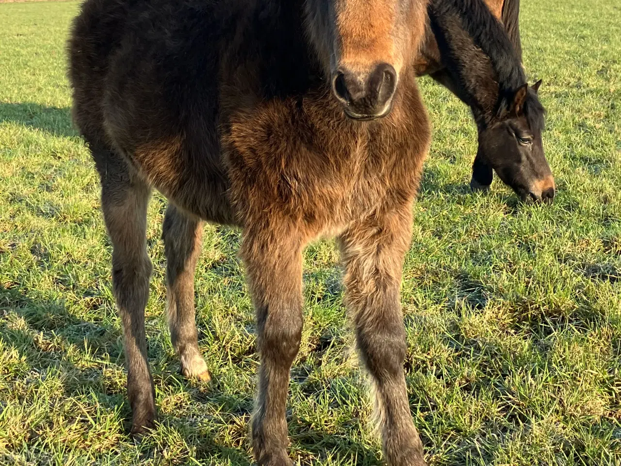 Billede 3 - Hoppeføl fra 2025