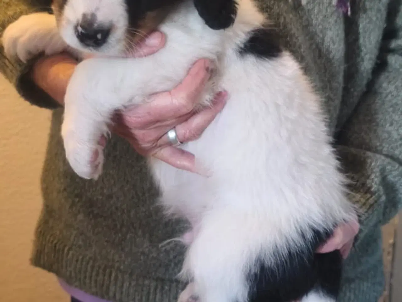 Billede 3 - Berner Sennen/Cocker Spaniel/Isl. Fårehund 