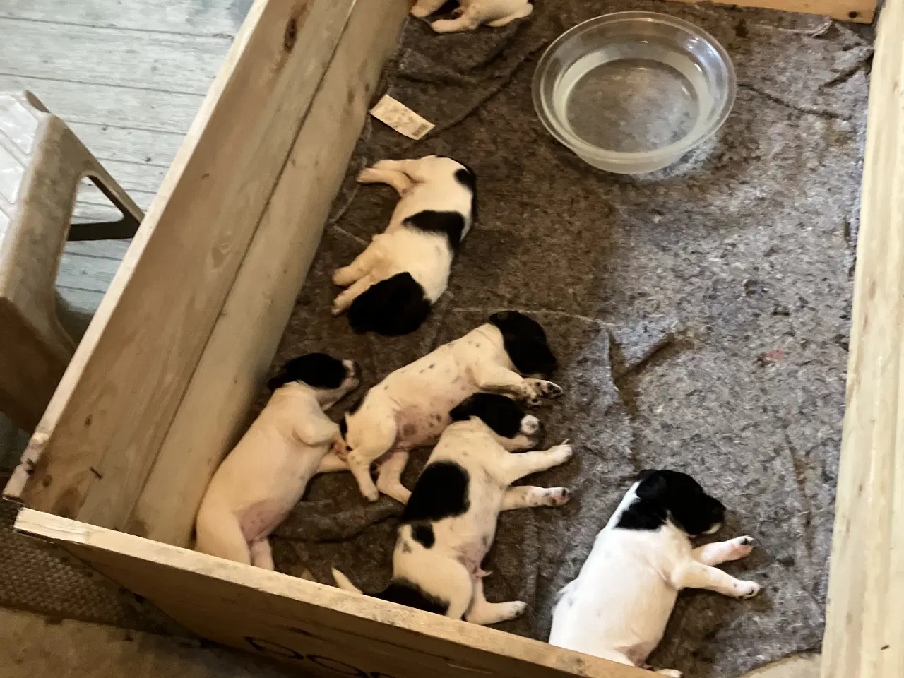 Billede 4 - Hunde Hvalpe sælges