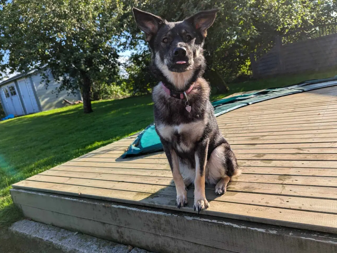 Billede 10 - Smukke, dejlige Tubs søger sit sidste hjem 🏡💞