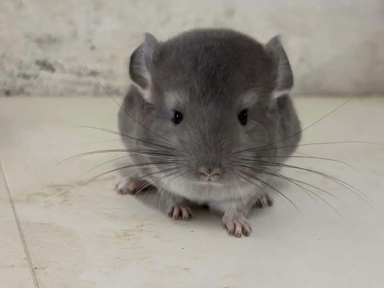 Billede 1 - Violet poss sc dreng 