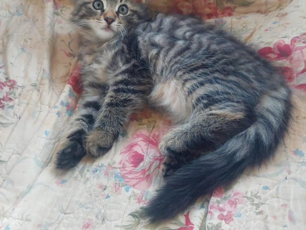 Billede 1 - Maincoon/Norsk skovkat