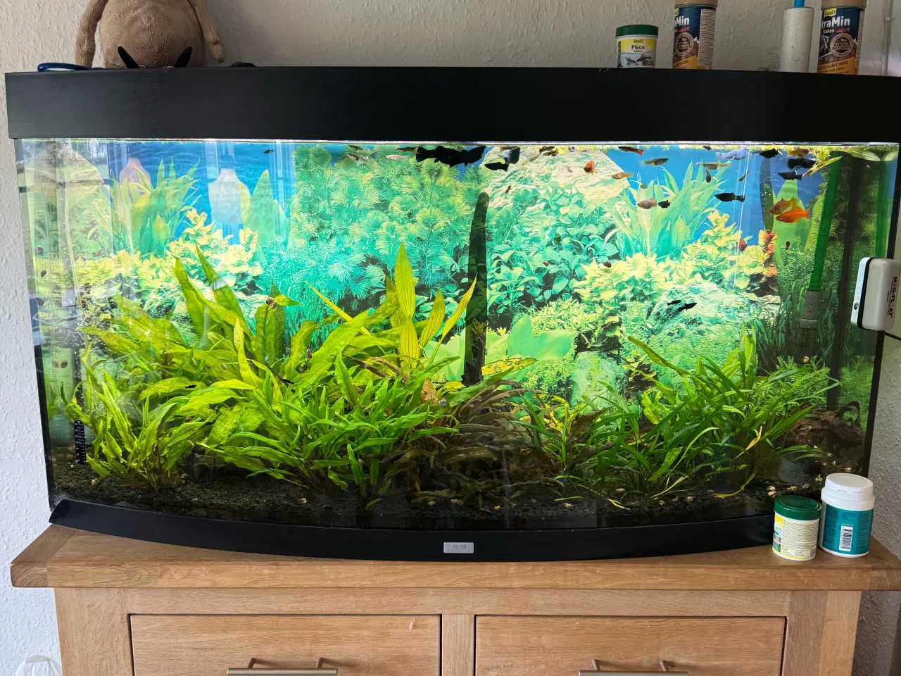 Billede 1 - Akvarie med indhold