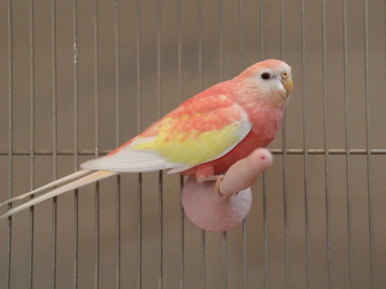 Billede 5 - Rose Bourkes Parakitter inkl. bur, mad og tilbehør