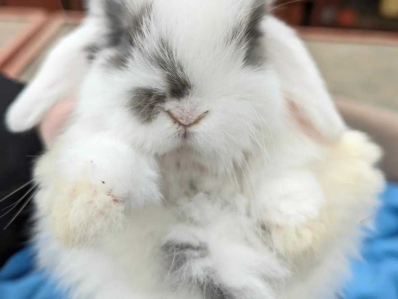 Billede 5 - Minilop kaninunge sælges 