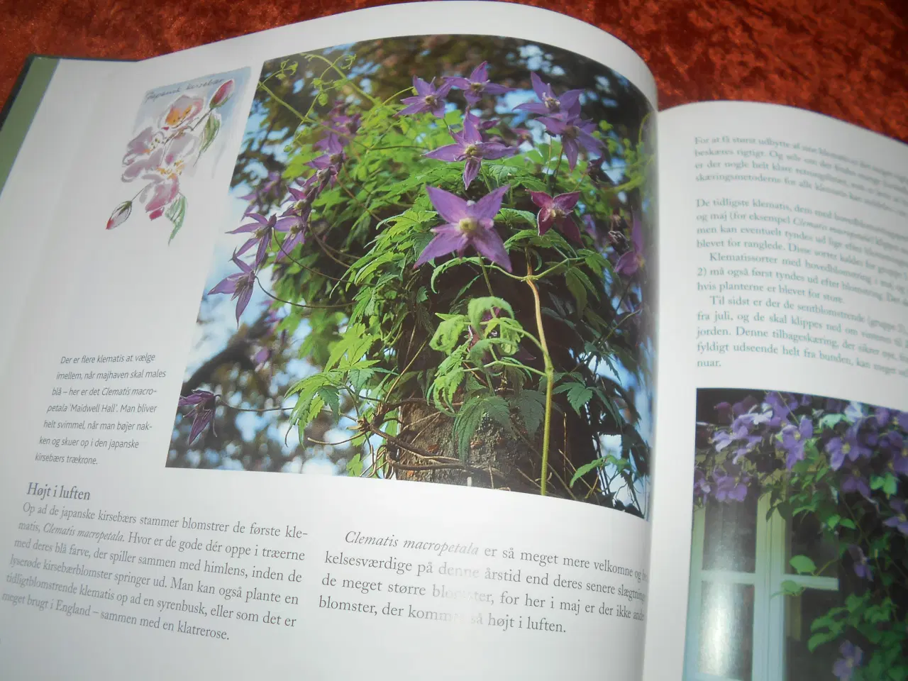 Billede 4 - Et år i min have, Anne Just