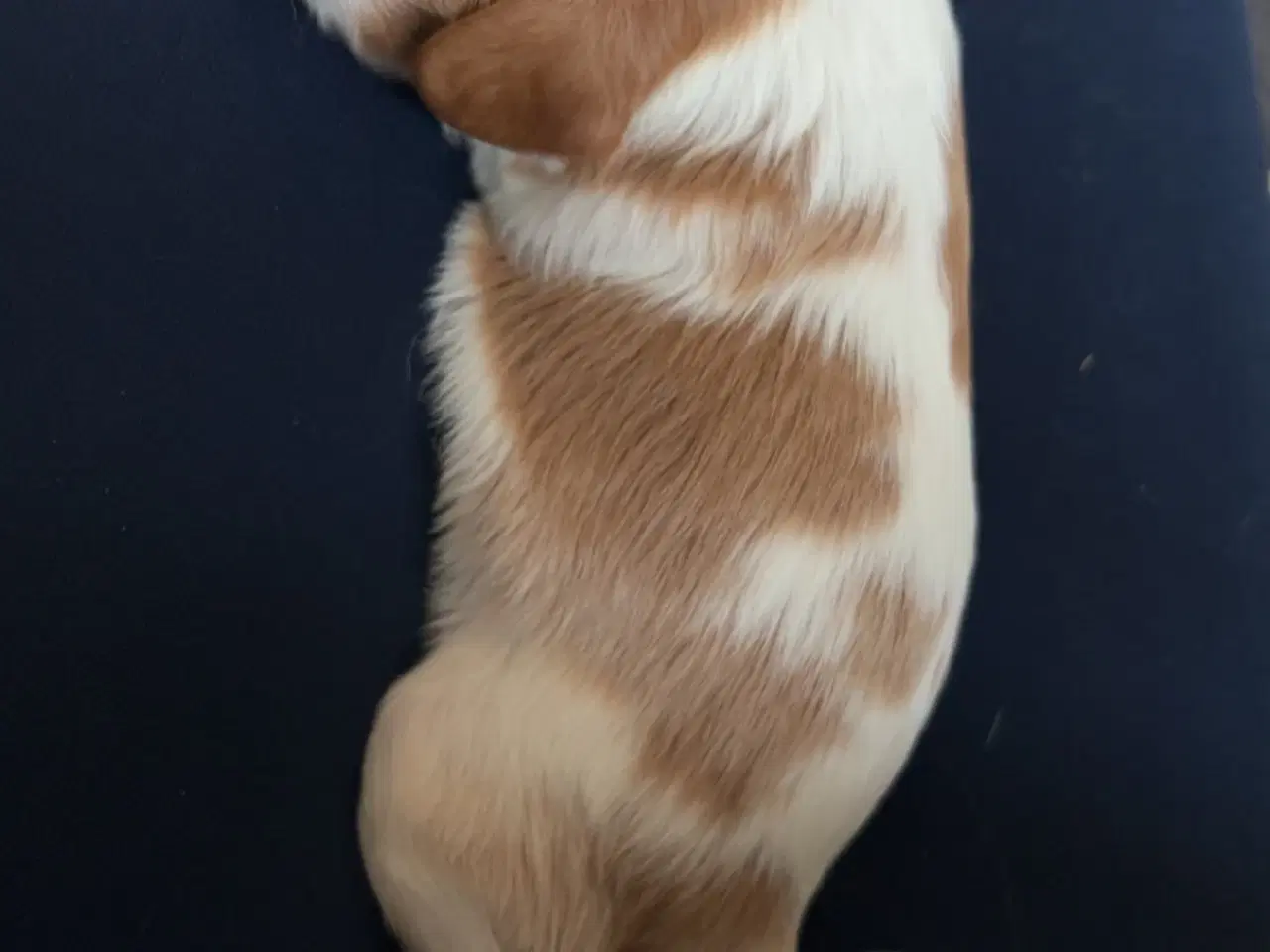 Billede 6 - Cavalier King Charles hvalpe m. stambog