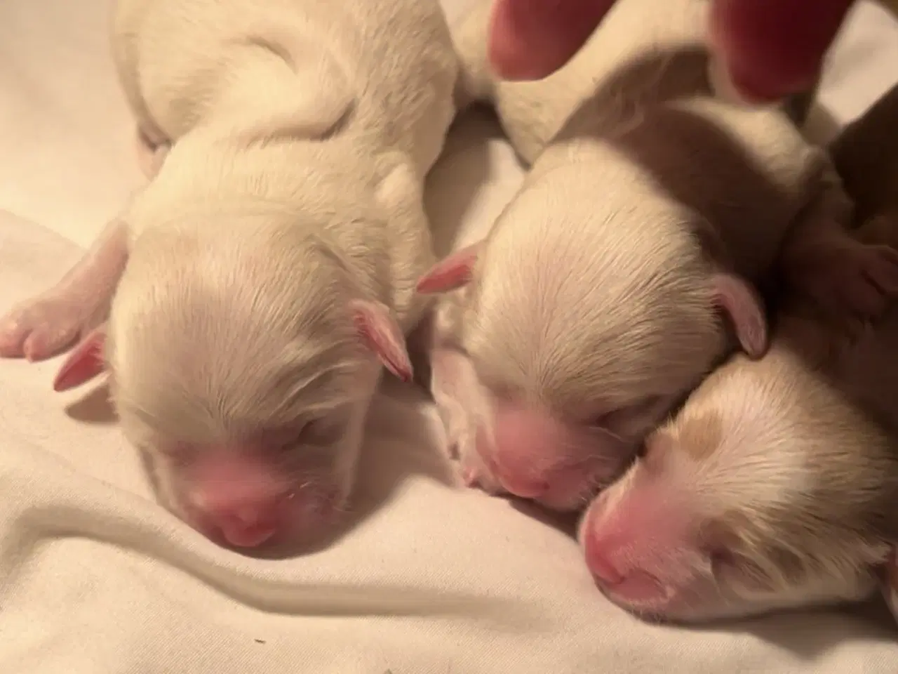 Billede 5 - Små allergivenlige blandingshvalpe