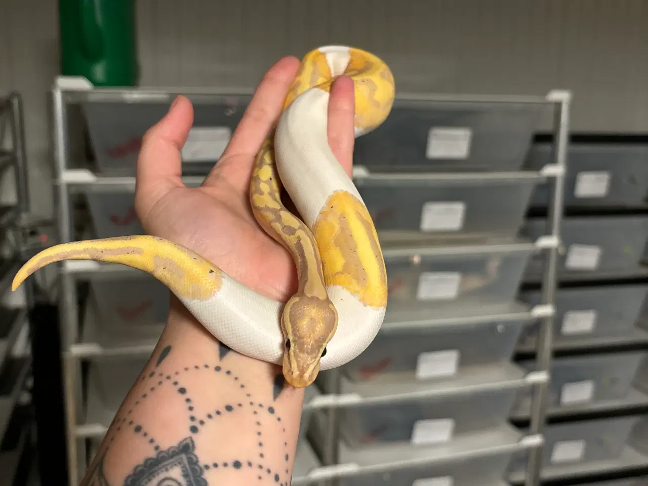 Billede 1 - Kongepython Banana Pied