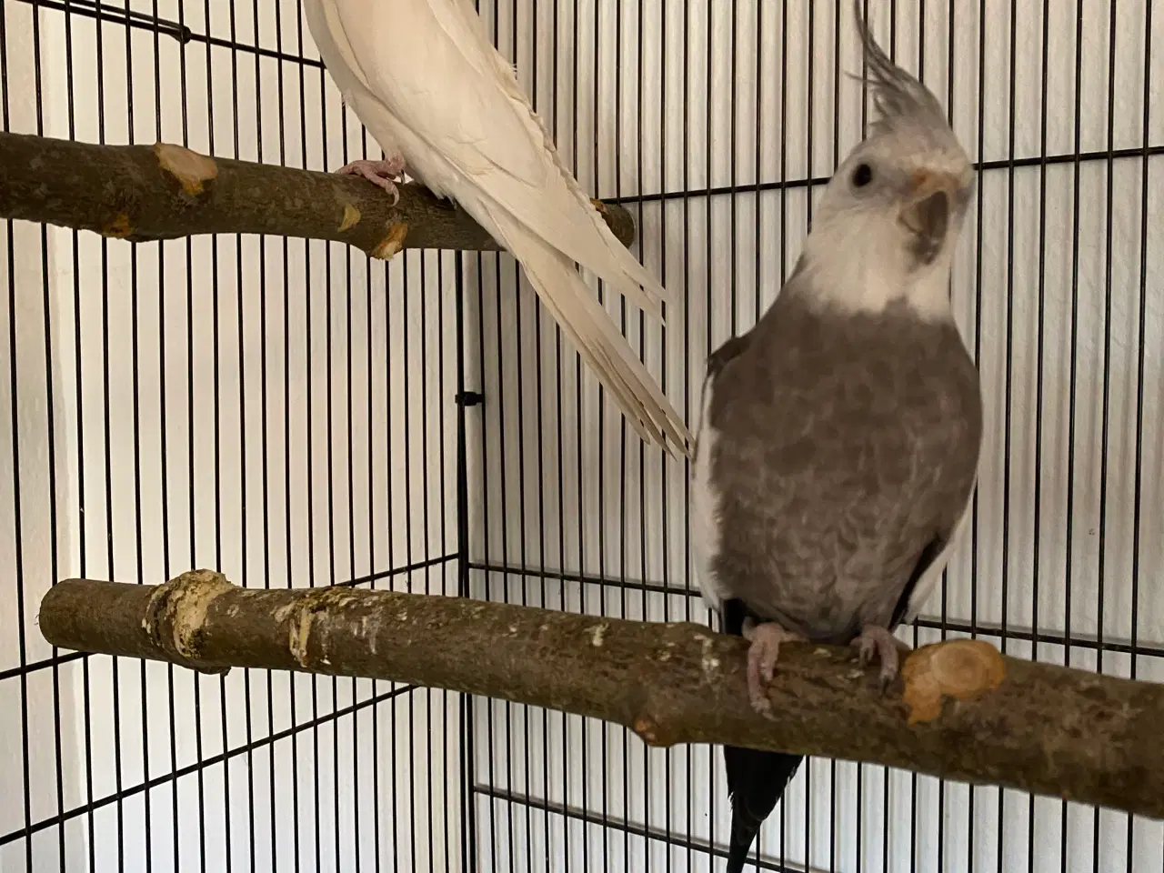 Billede 1 - Nymfeparakit par