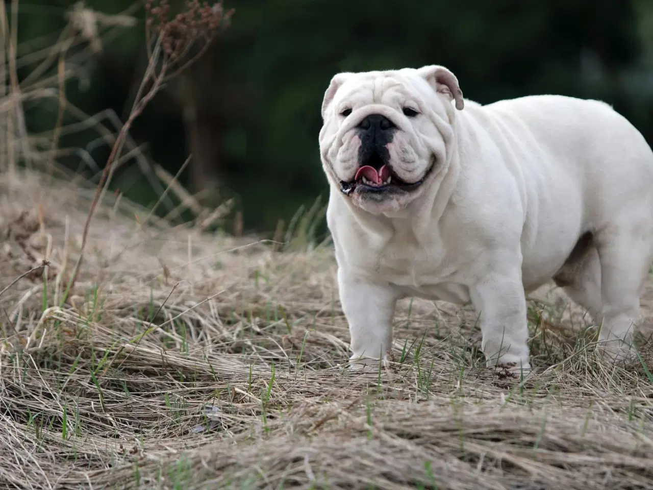 Billede 6 - Engelsk Bulldog hvalp