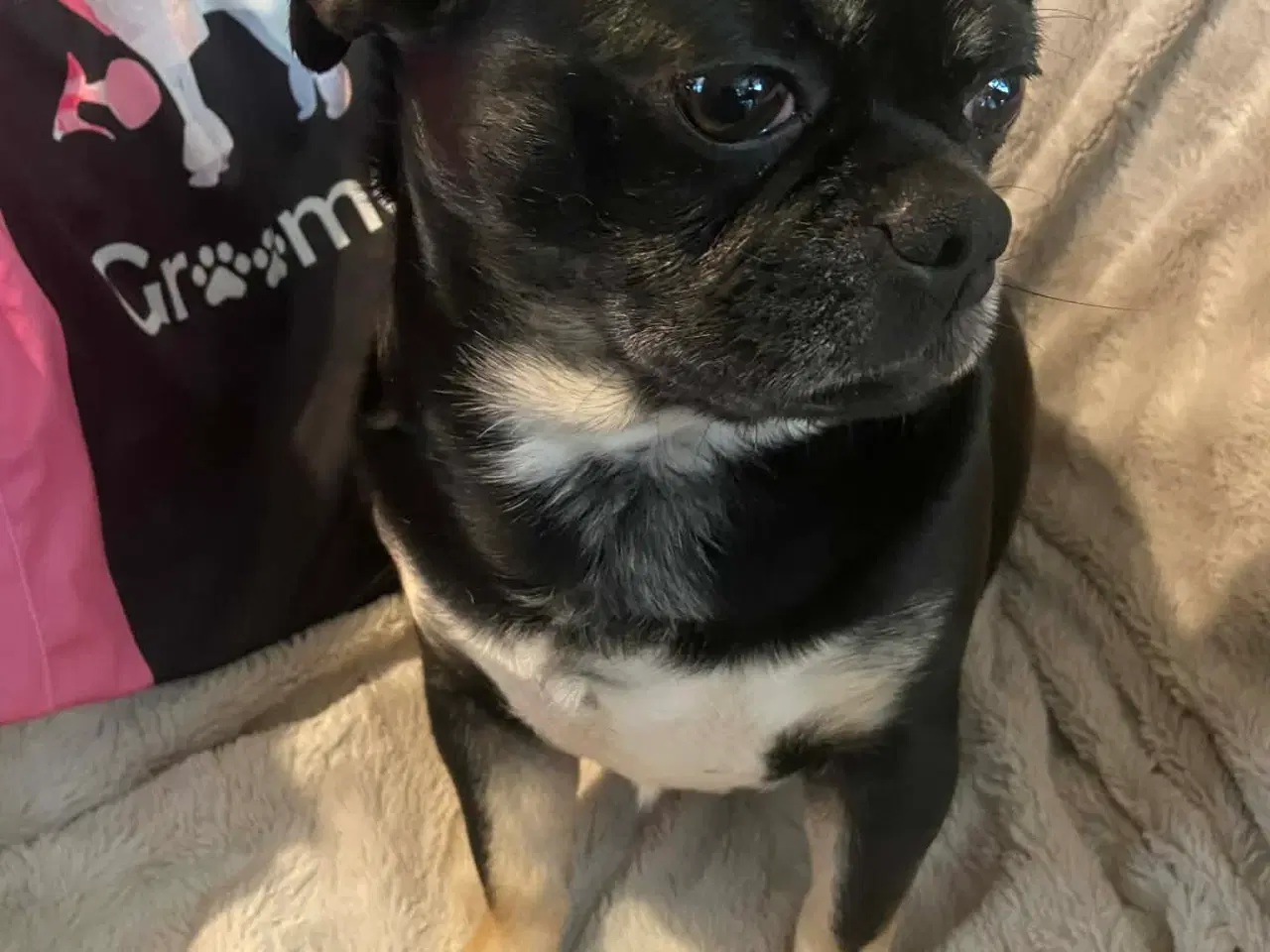 Billede 14 - Små søde blandingshvalpe 🐶