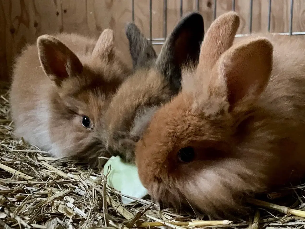 Billede 2 - Kaninunger tamme og tillidsfulde til salg