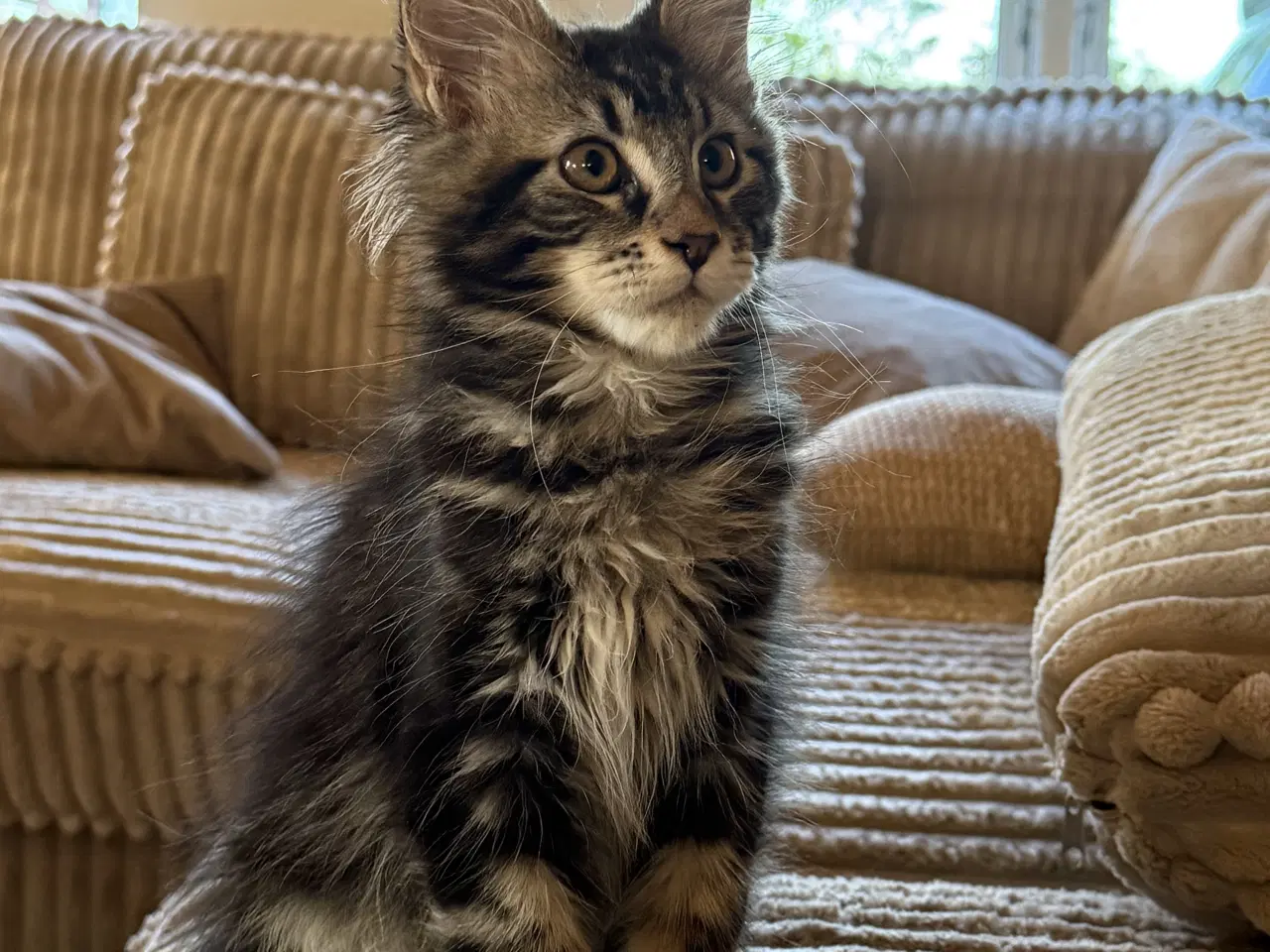 Billede 3 - Maine coon dreng med stamtavle