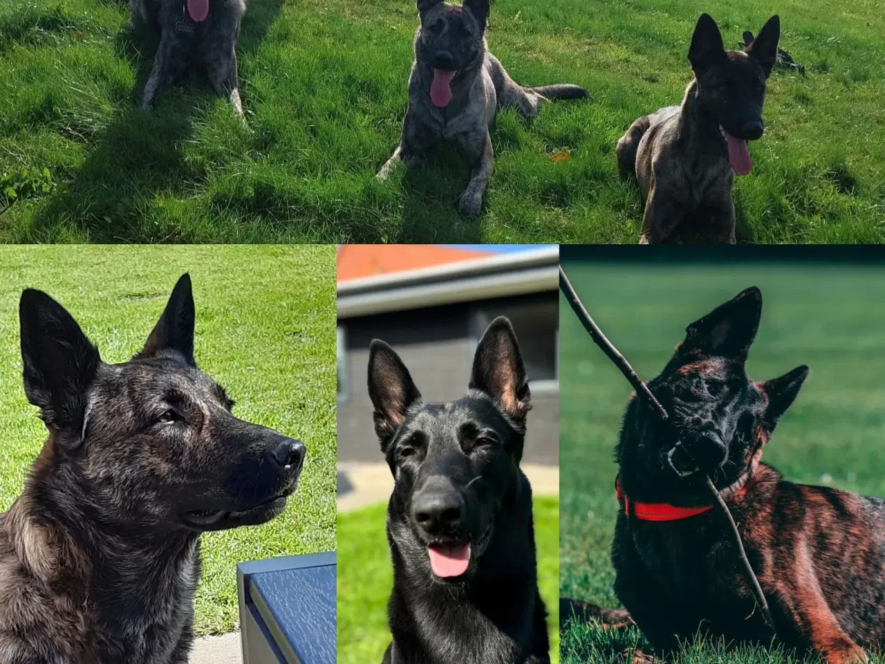 Billede 10 - Unikke schæfer og hollandsk hyrdehunde hvalpe