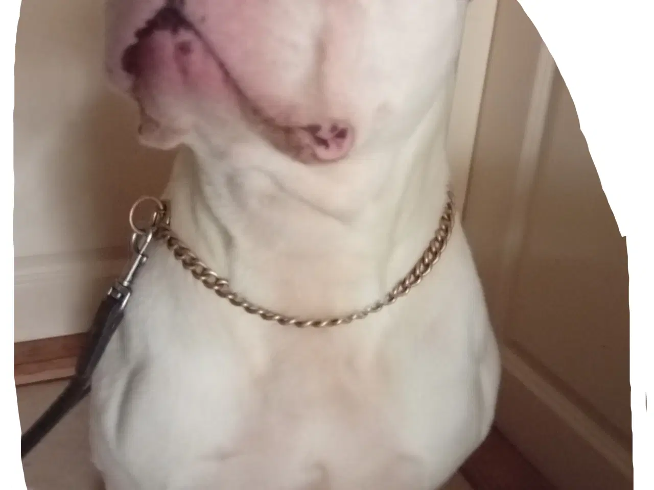 Billede 1 - XL Amr. Bully 