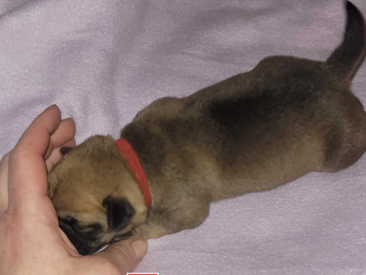 Billede 7 - Mops beagle blanding