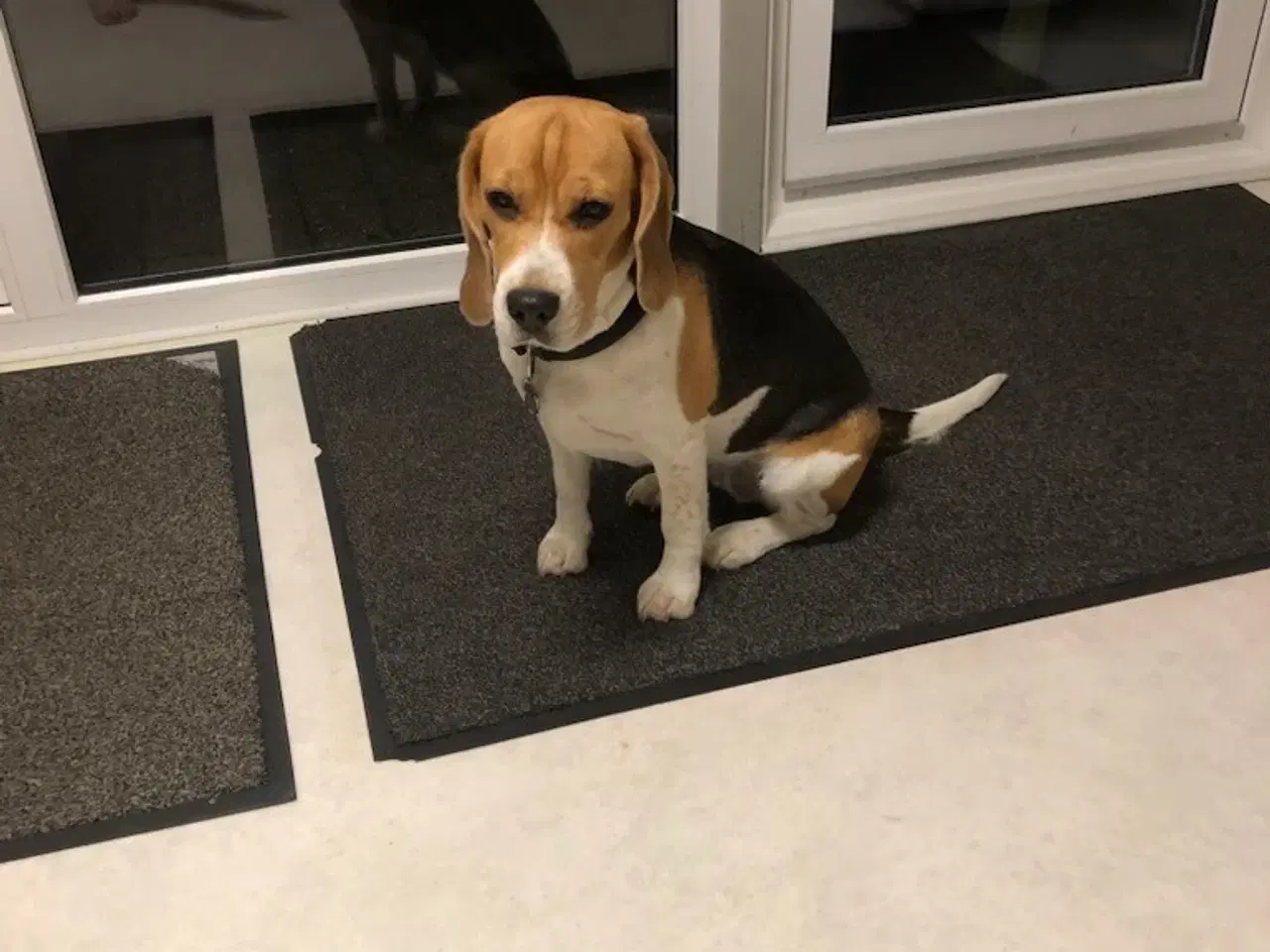 Billede 4 - søger beagle hanhund