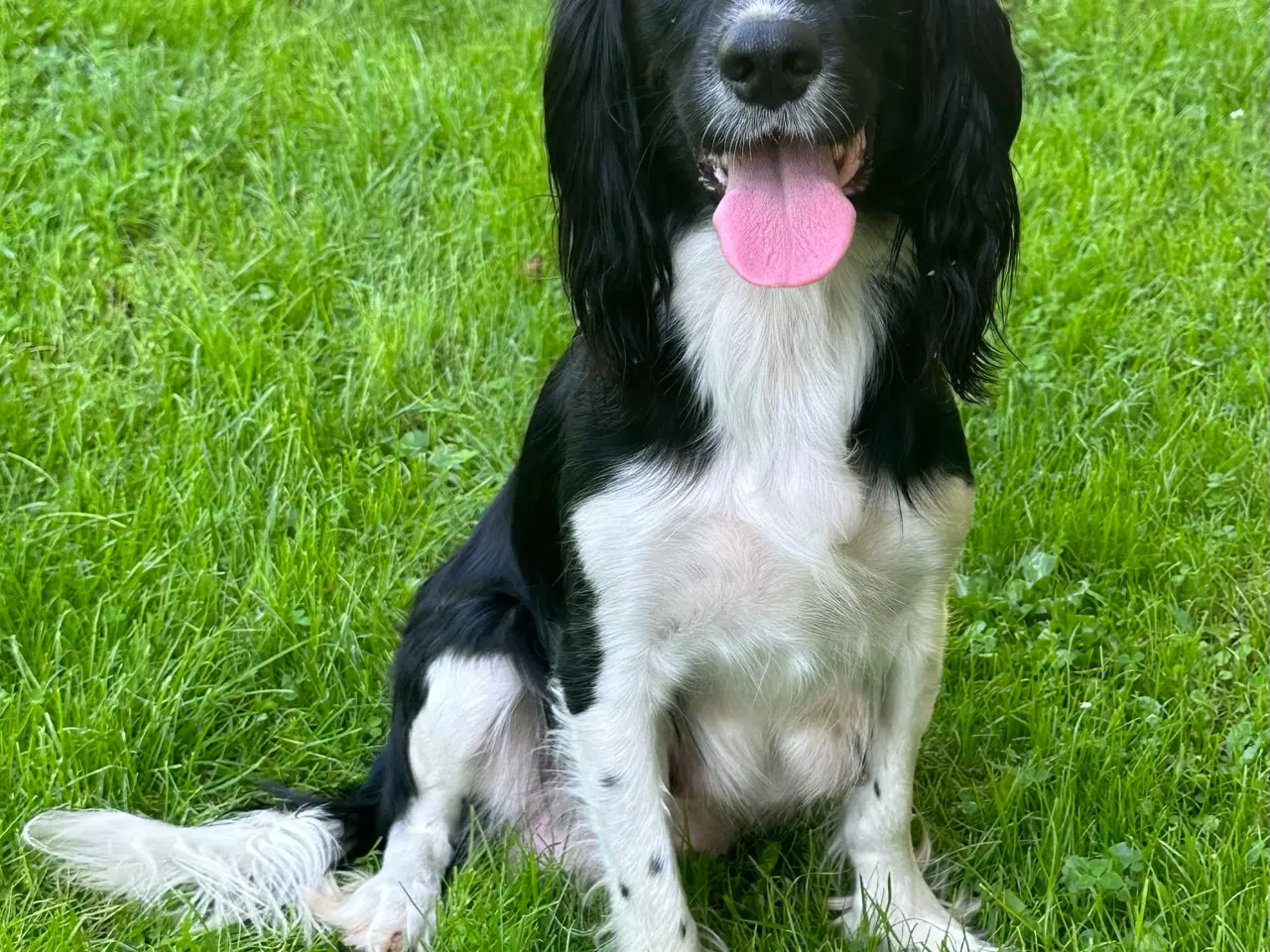 Billede 4 - Cavalier Blanding